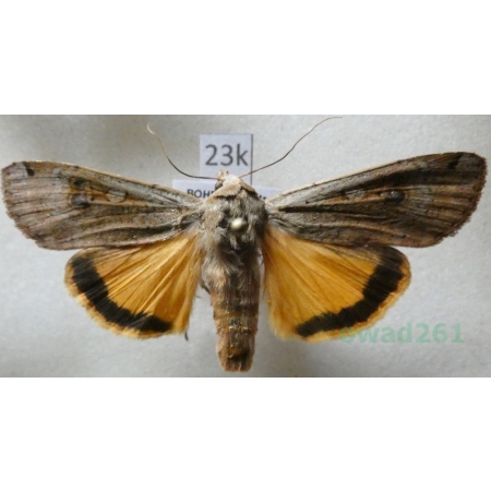 Noctua pronuba (Linnaeus, 1758) Rolnica tasiemka Czech23k